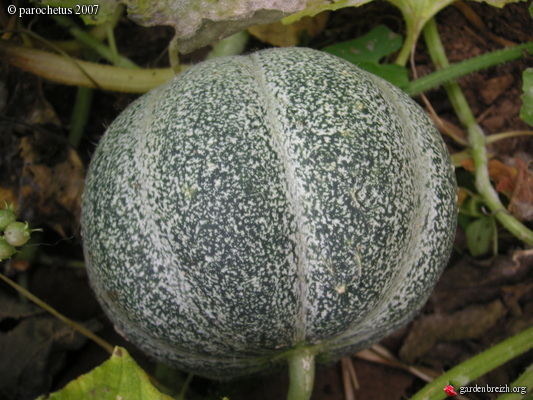 melon gris man.jpg